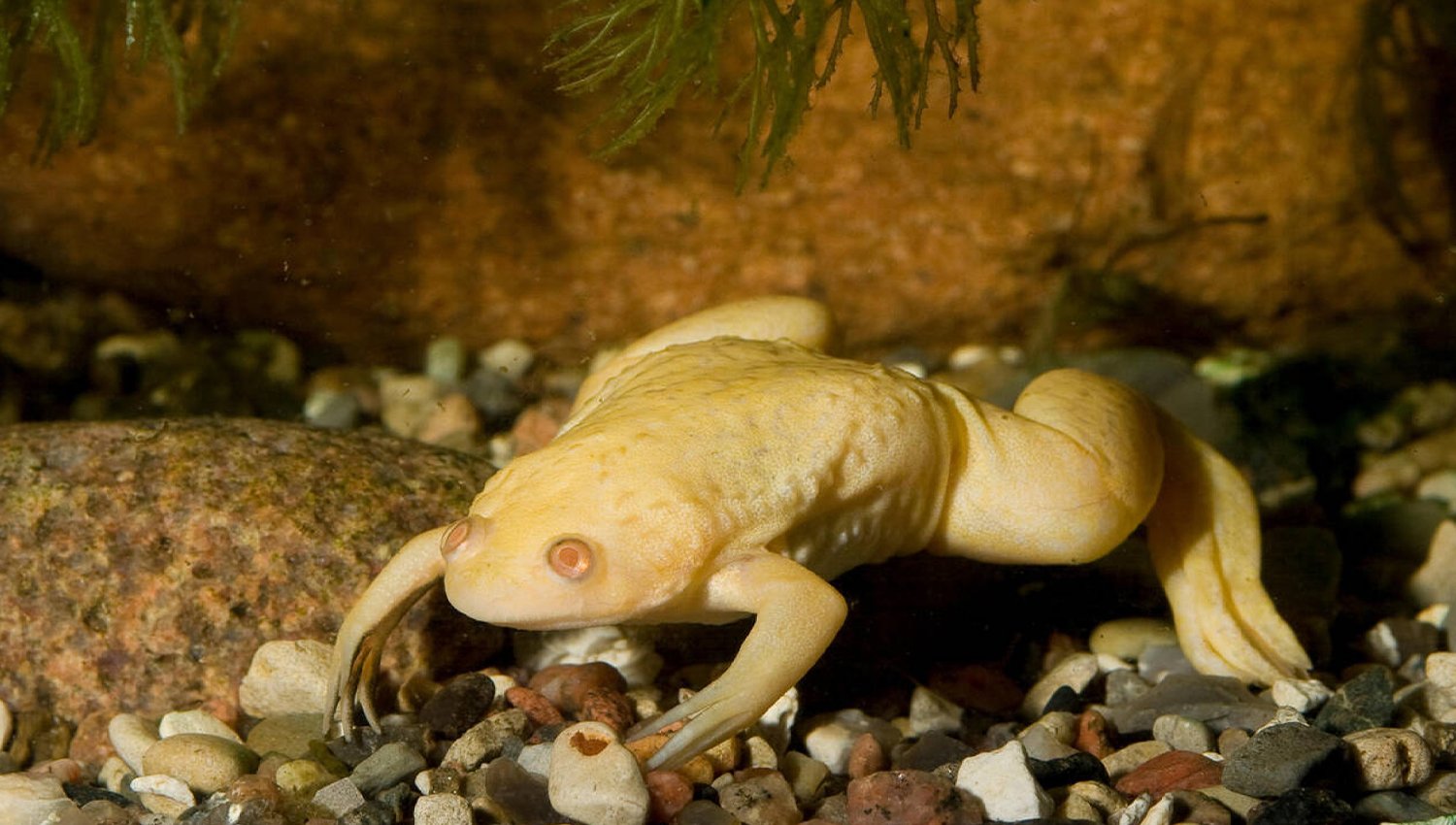 facts about the African Clawed Frog