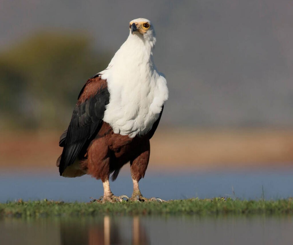 facts about the African fish-eagle