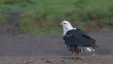 facts about the African fish-eagle