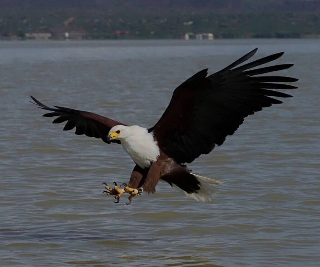 facts about the African fish-eagle