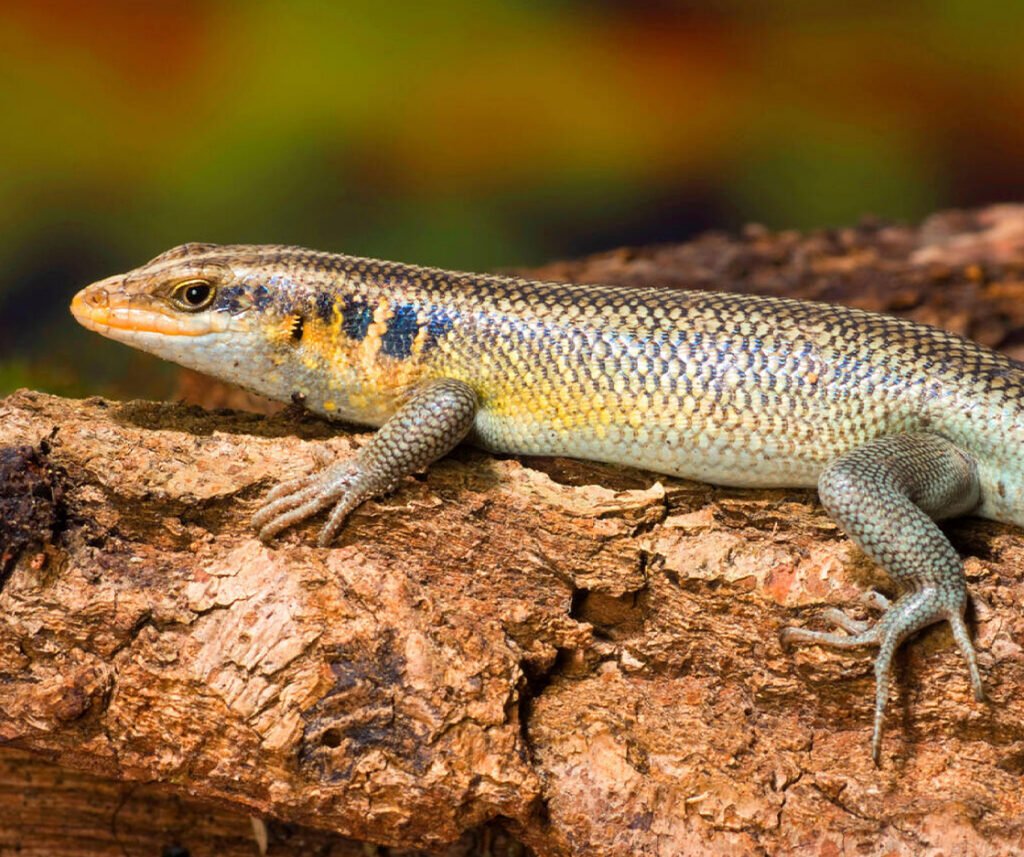 facts about the Rainbow Skink