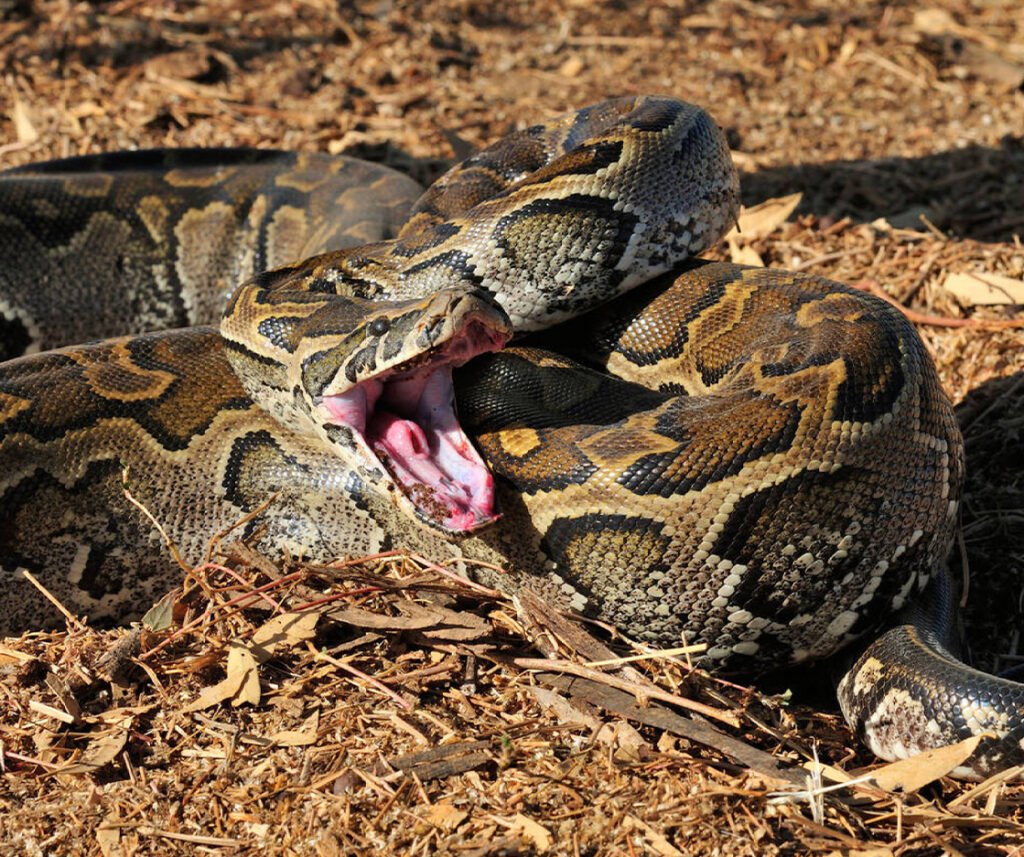 facts about the African Rock Python