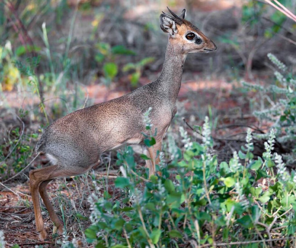 facts about the dik-dik