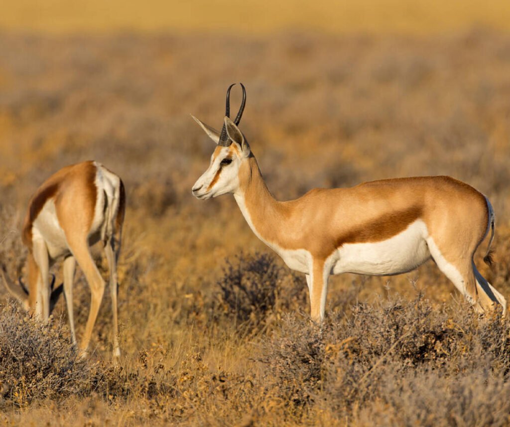 facts about the springbok