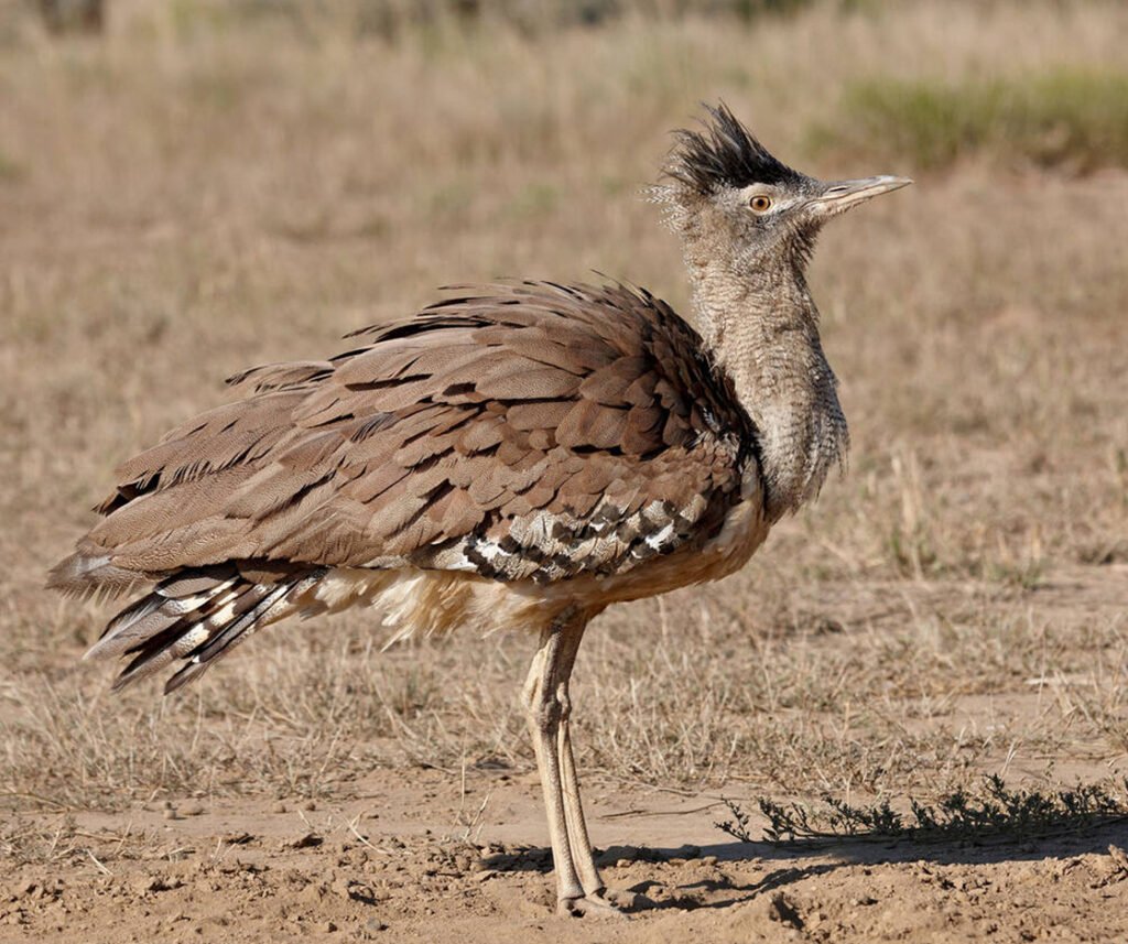 facts about the Kori Bustard