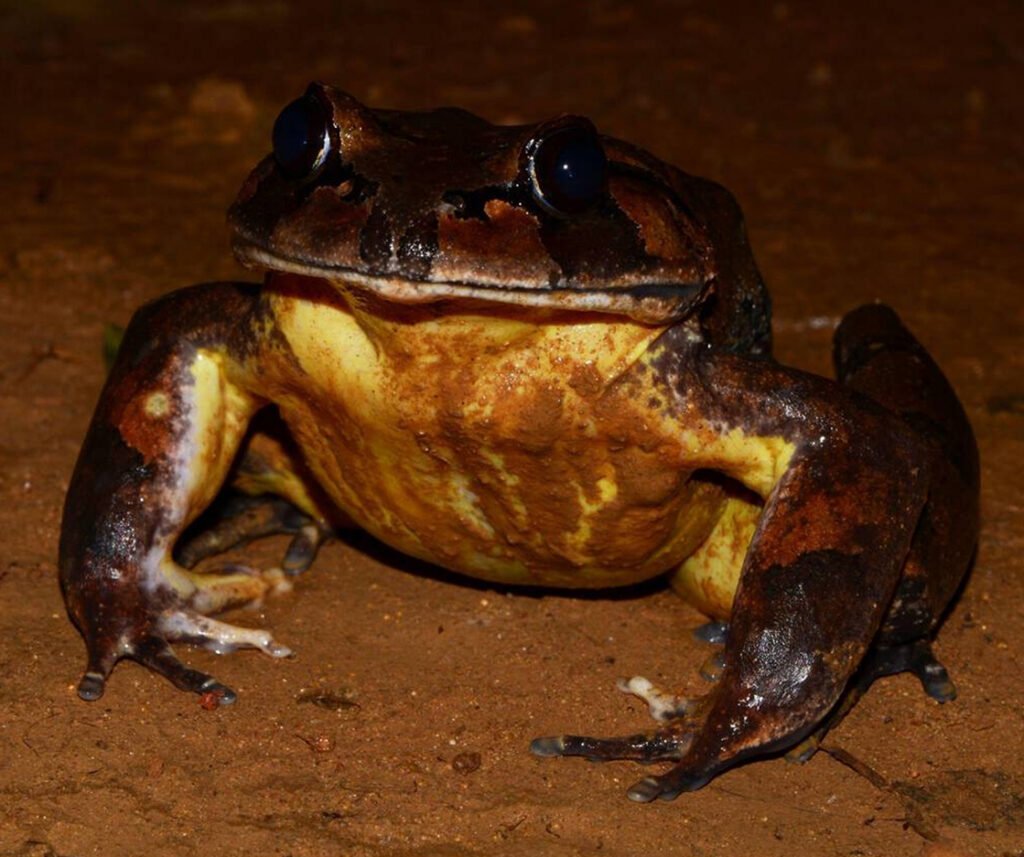 facts about the Hairy Frog