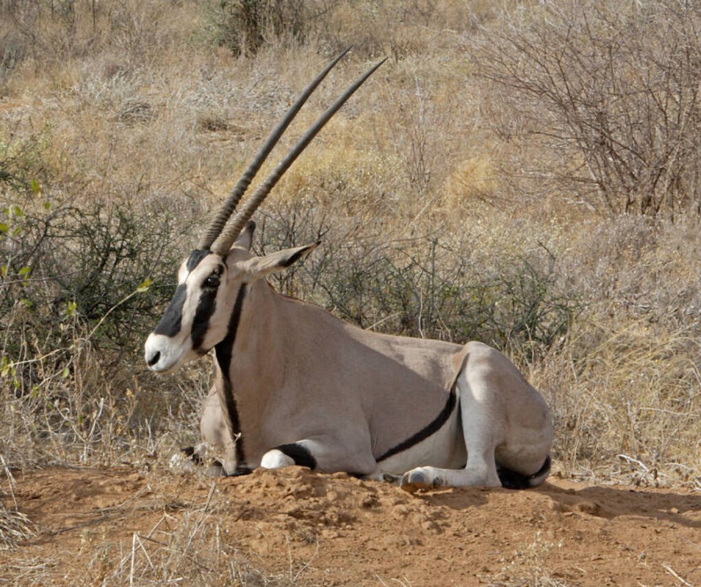 facts about the oryx