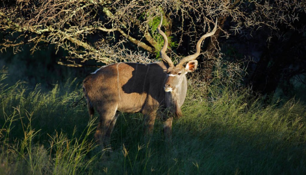 facts about the greater kudu