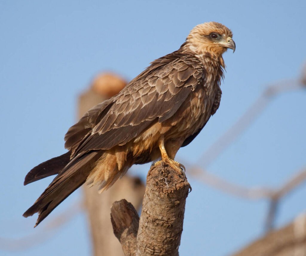 facts about the Black Kite