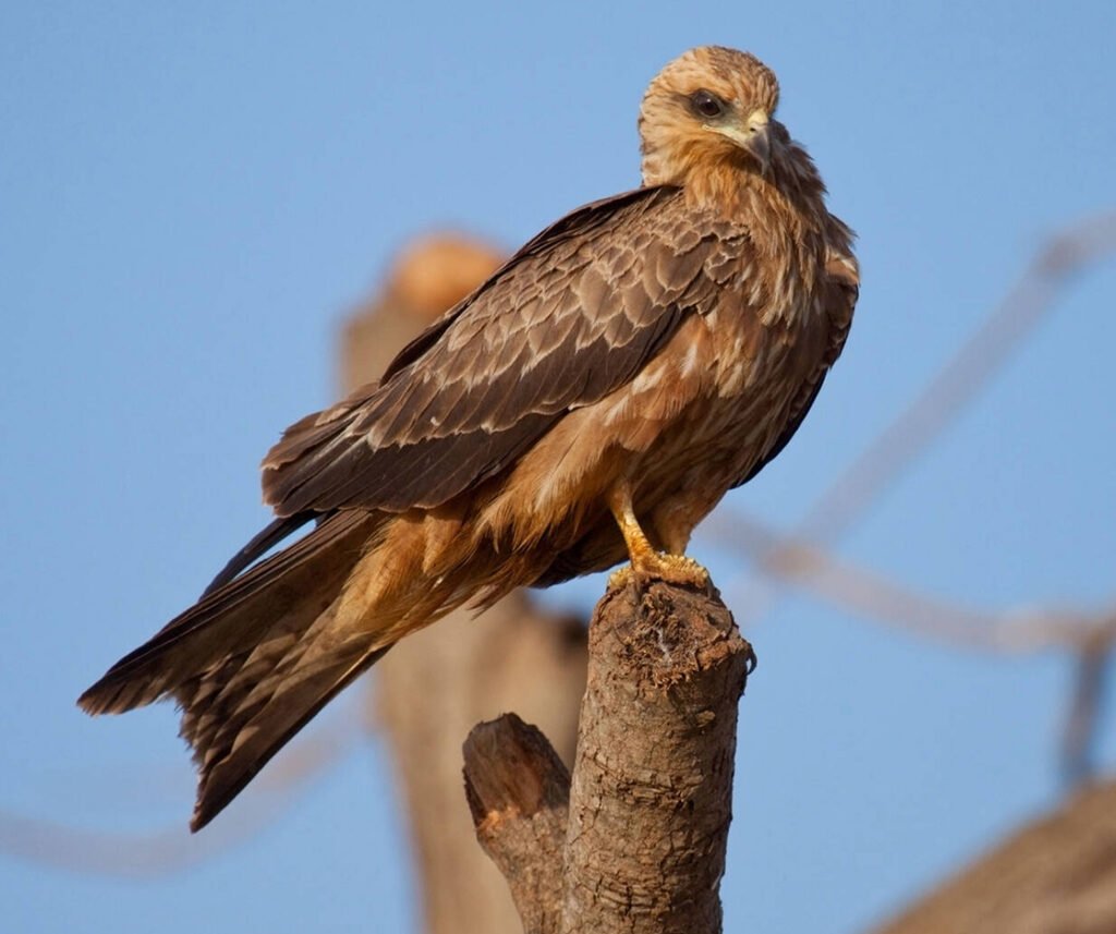 facts about the Black Kite