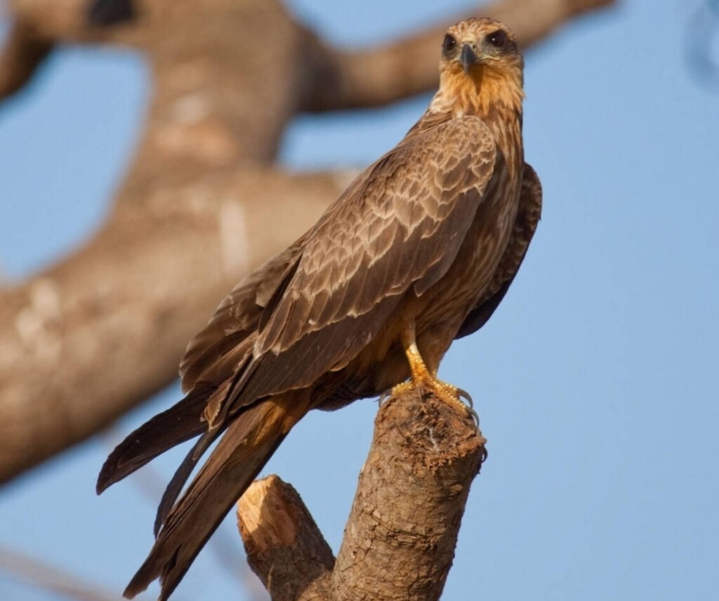 facts about the Black Kite