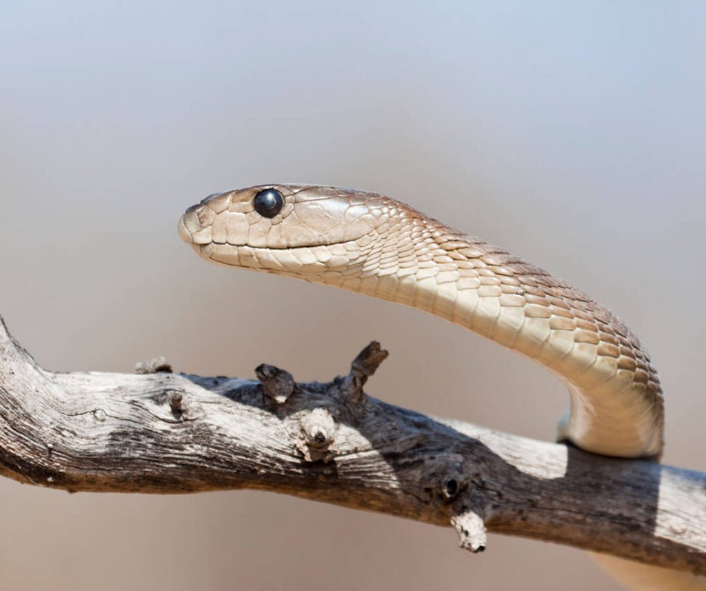 facts about the Black Mamba