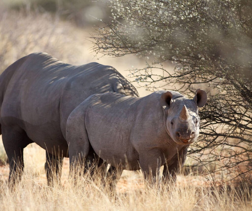facts about the black rhino