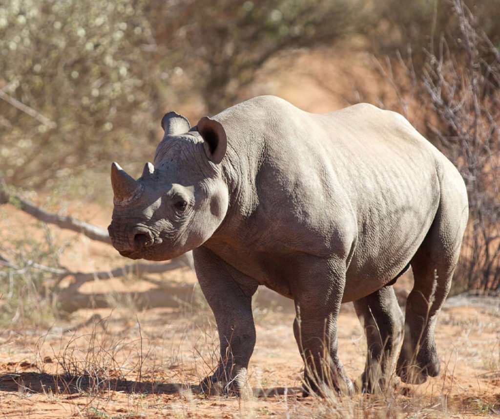 facts about the black rhino