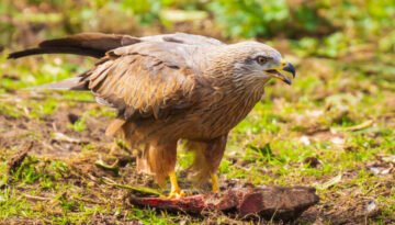 facts about the Black Kite