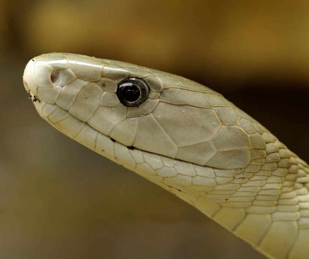 facts about the Black Mamba