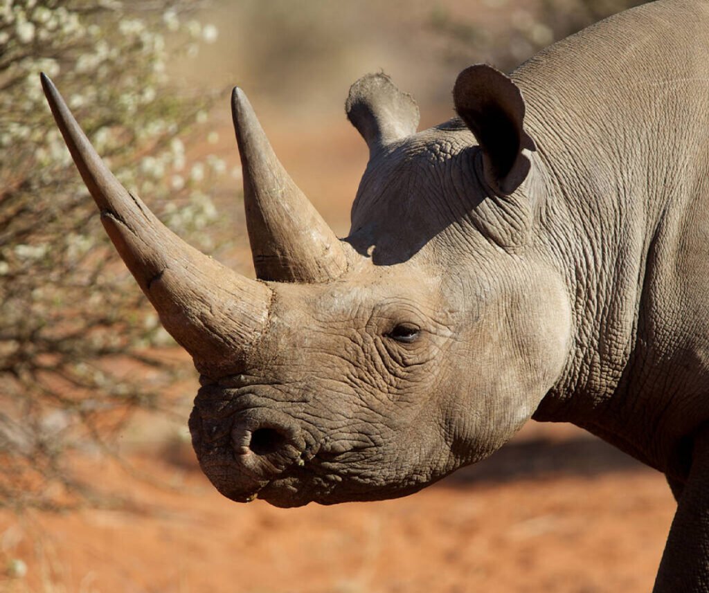 facts about the black rhino