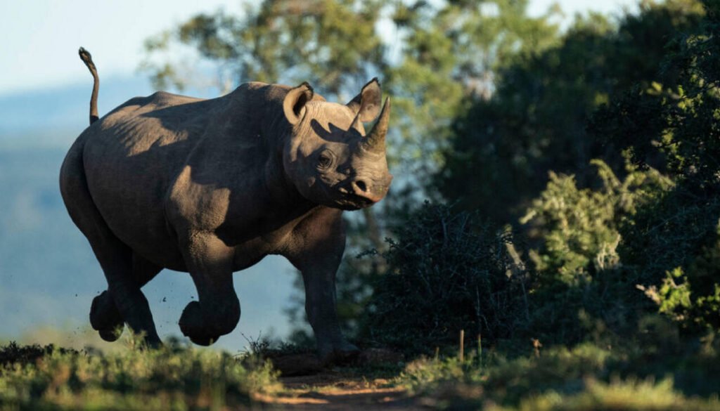 facts about the black rhino