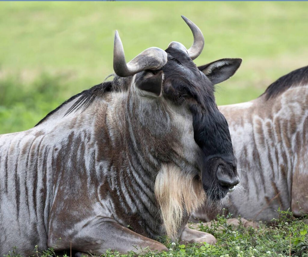 facts about the wildebeest