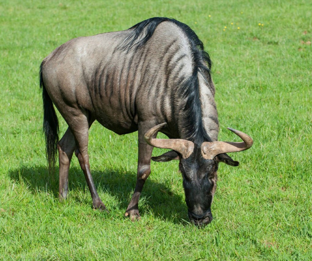 facts about the wildebeest
