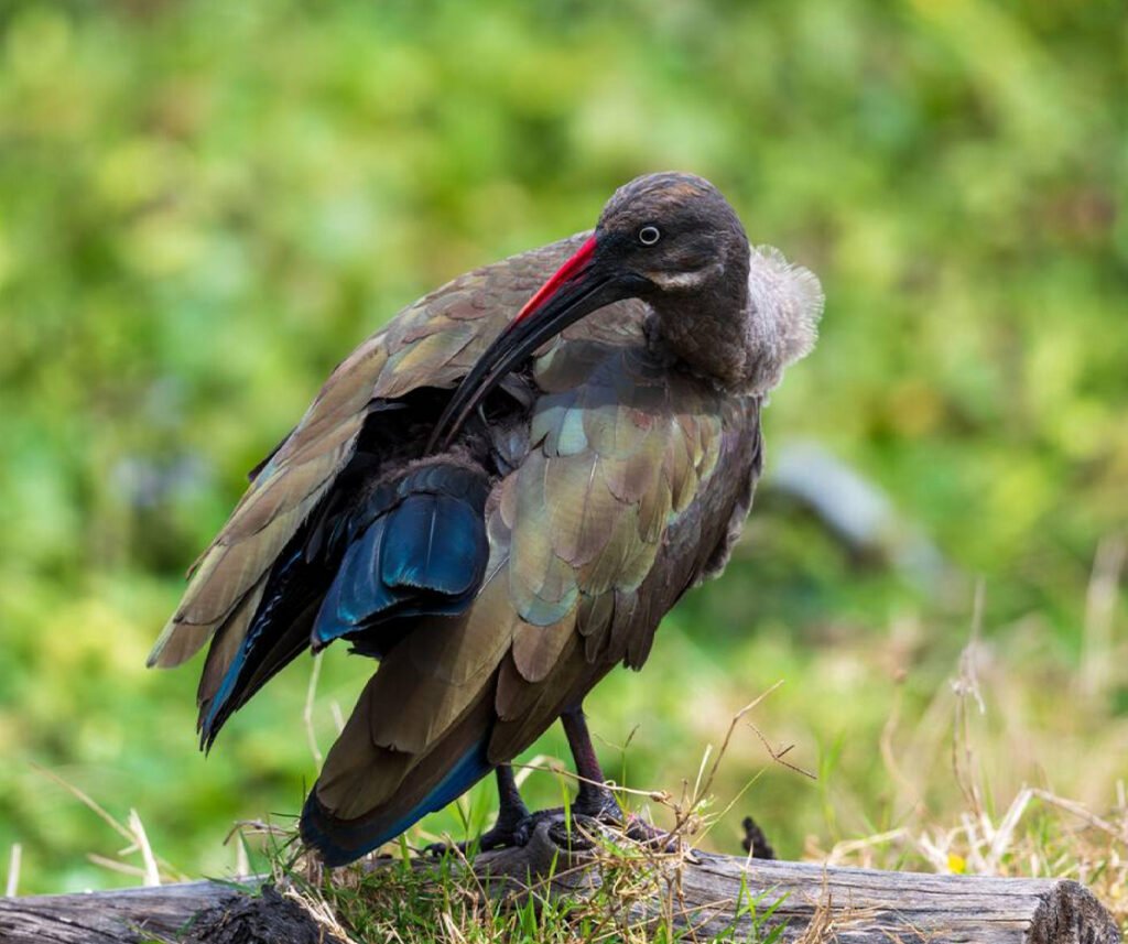 facts about the Hadada Ibis