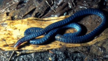facts about the Taita African Caecilian