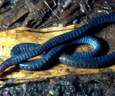 facts about the Taita African Caecilian