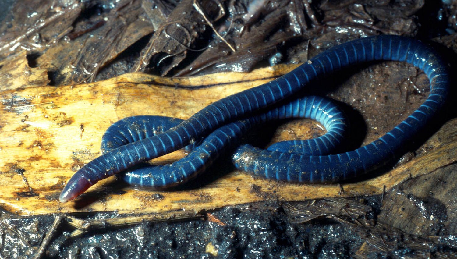 facts about the Taita African Caecilian