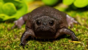 facts about the Black Rain Frog