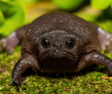 facts about the Black Rain Frog