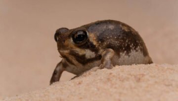 facts about the Desert Rain Frog