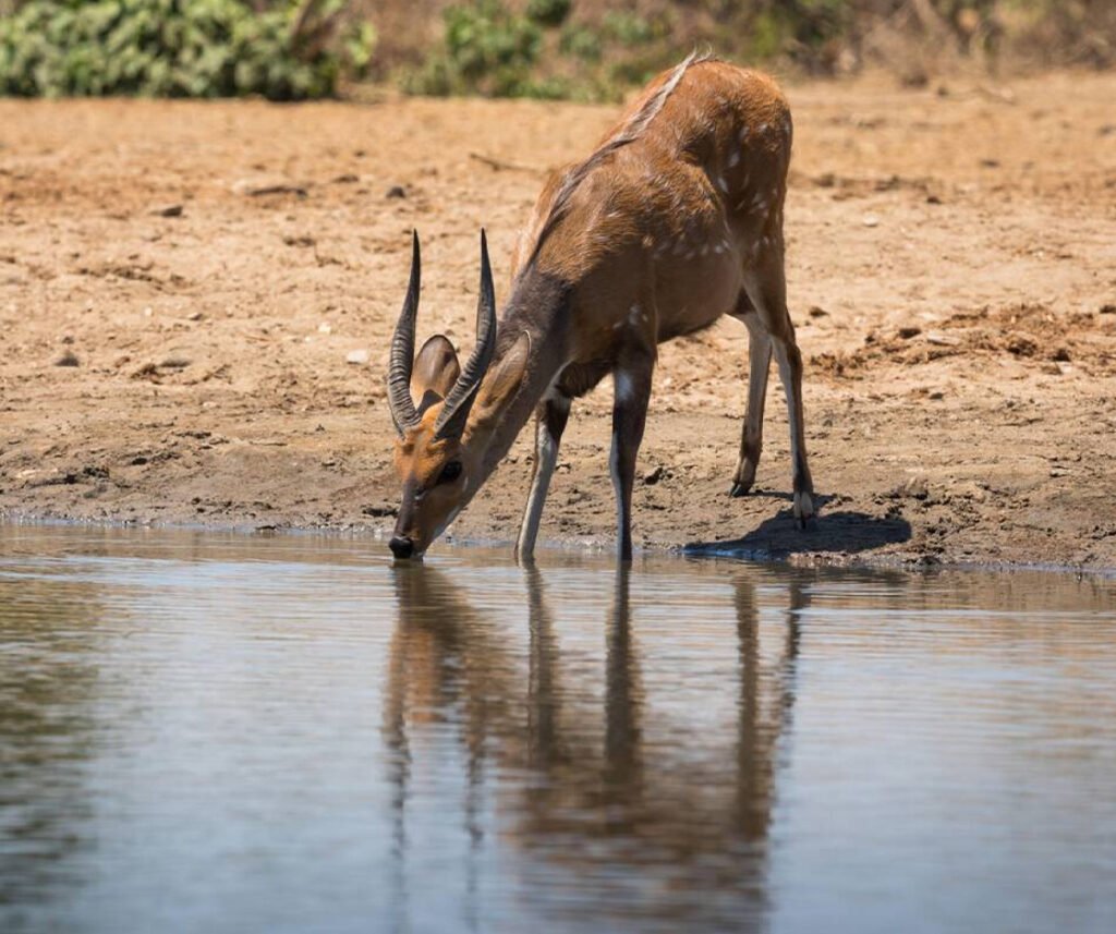 facts about the bushbuck