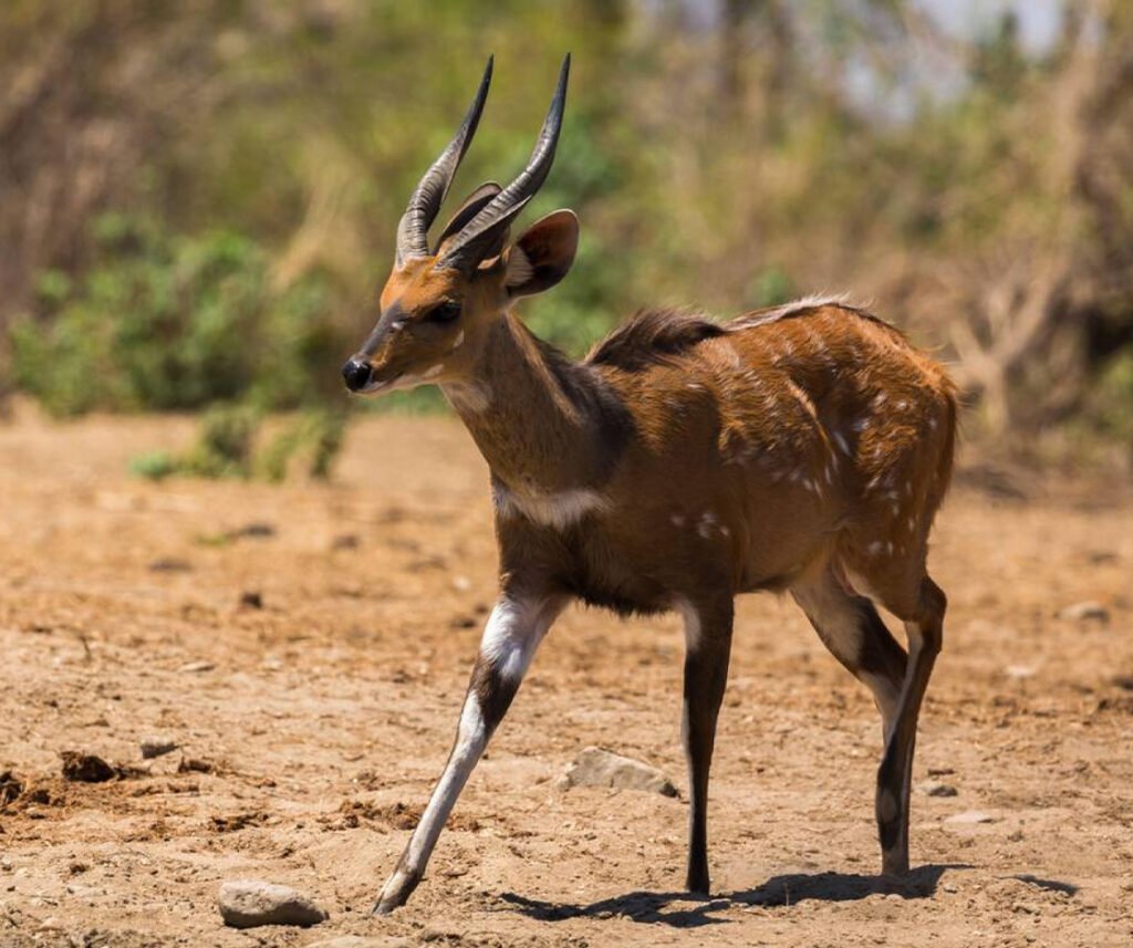 facts about the bushbuck