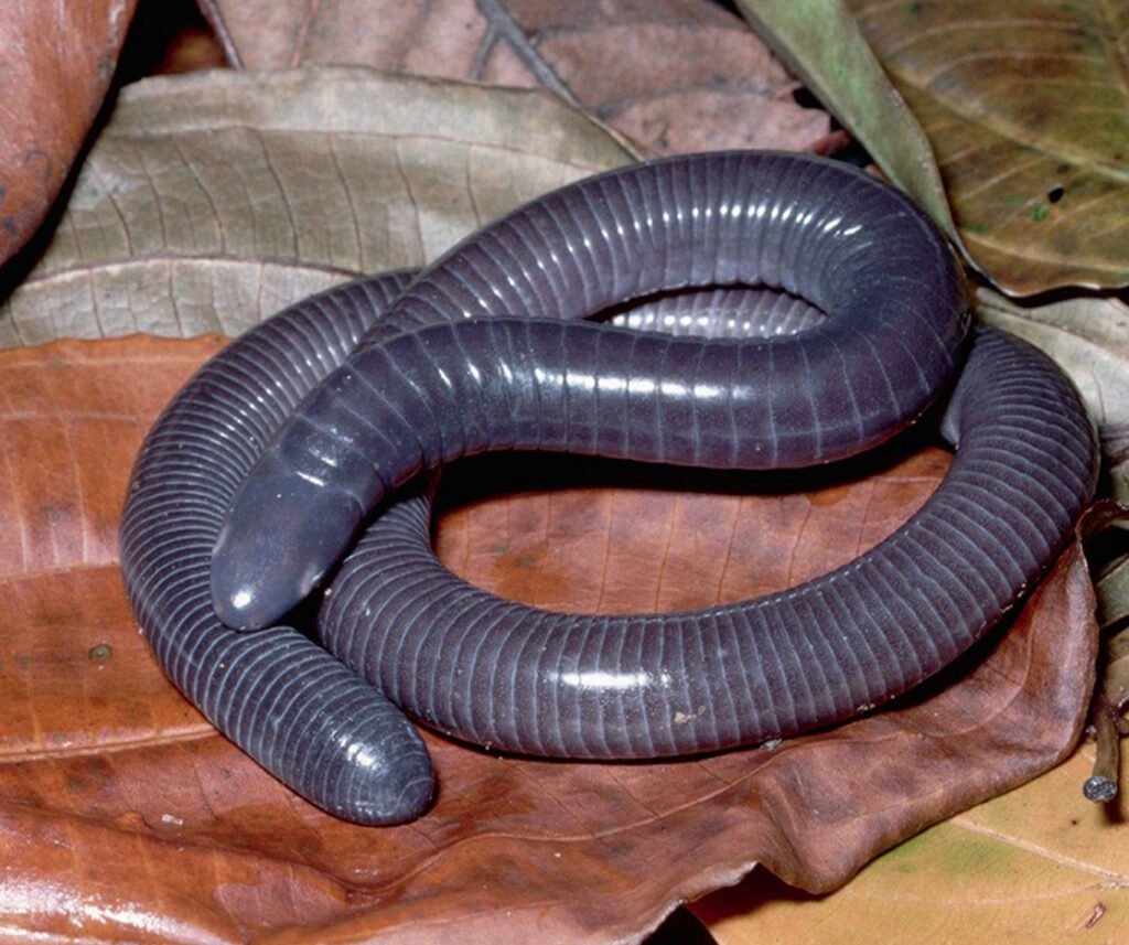 facts about the Taita African Caecilian