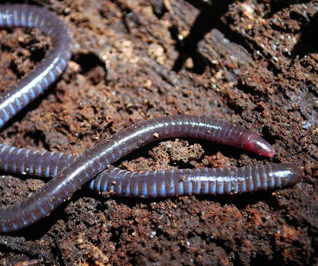 facts about the Taita African Caecilian