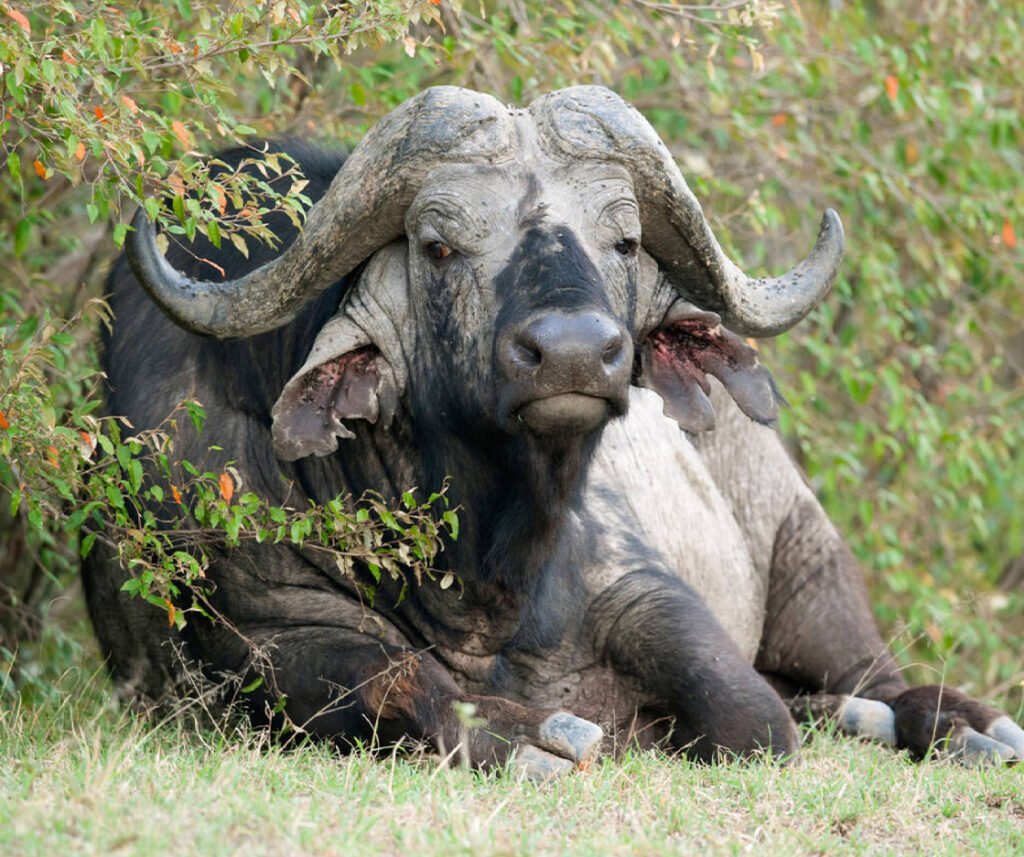 Cape buffalo facts
