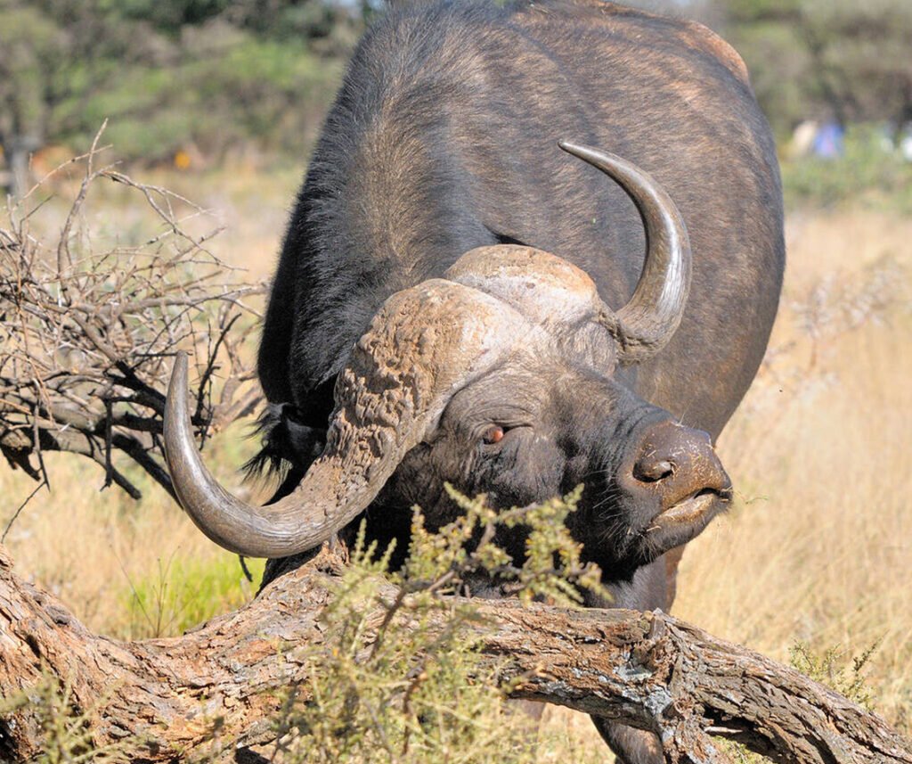 Cape buffalo facts