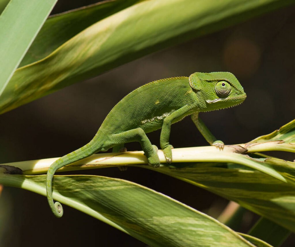 facts about the flap-necked chameleon