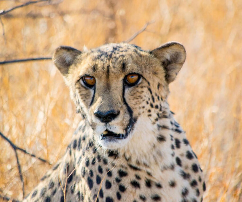 Cheetah facts
