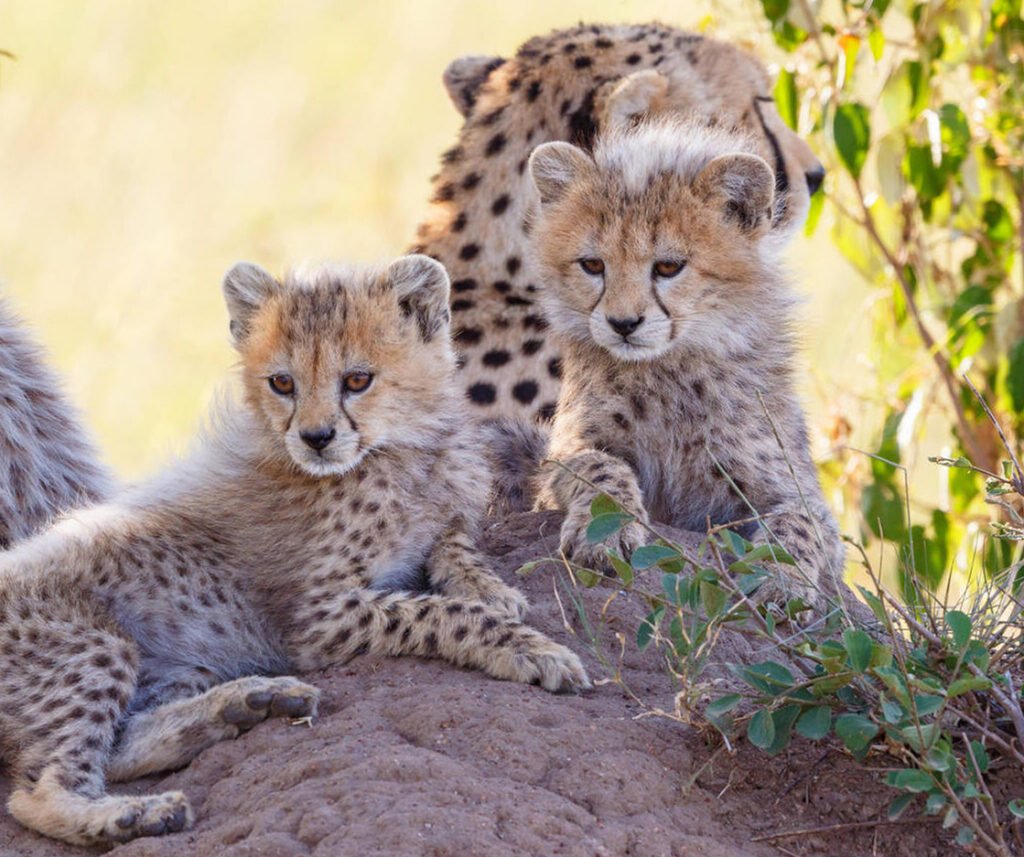 Cheetah facts