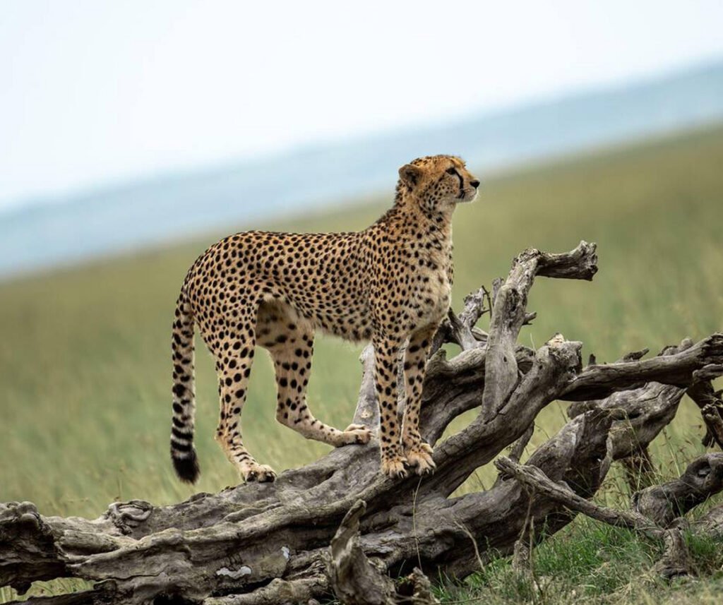 Cheetah facts