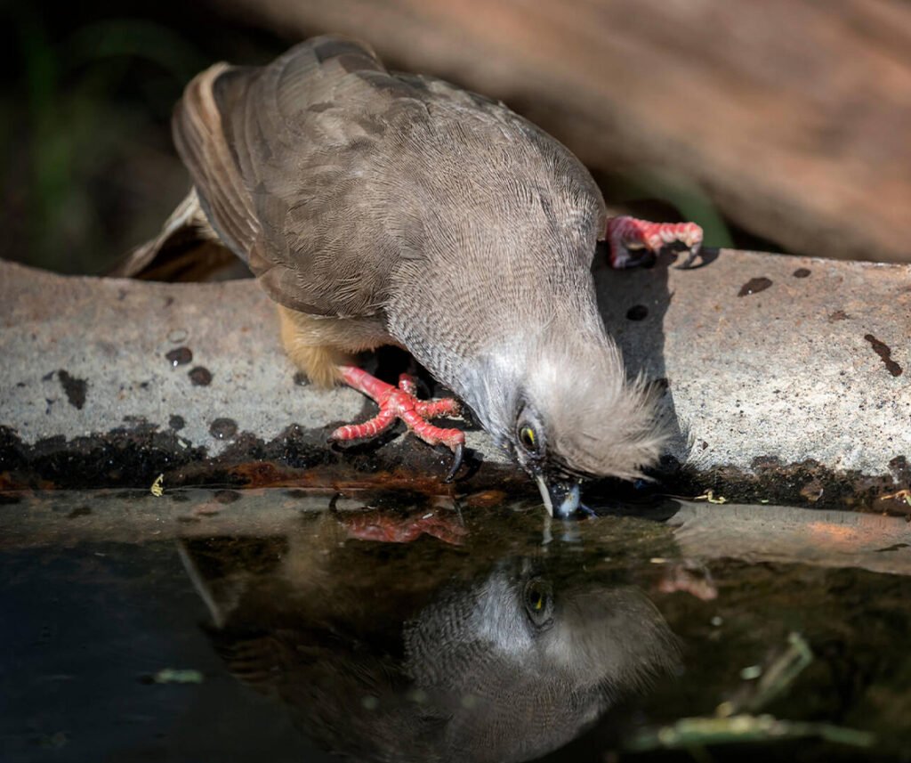 facts about the Speckled Mousebird