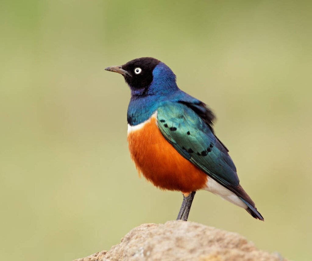 facts about the Superb Starling