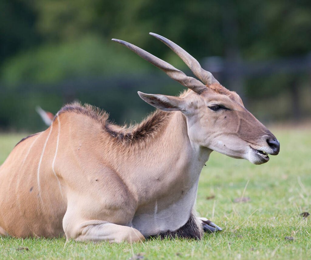 facts about the common eland