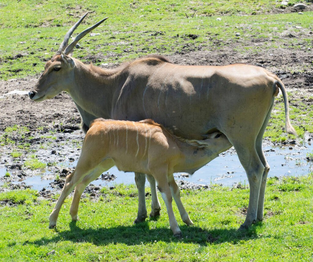 facts about the common eland
