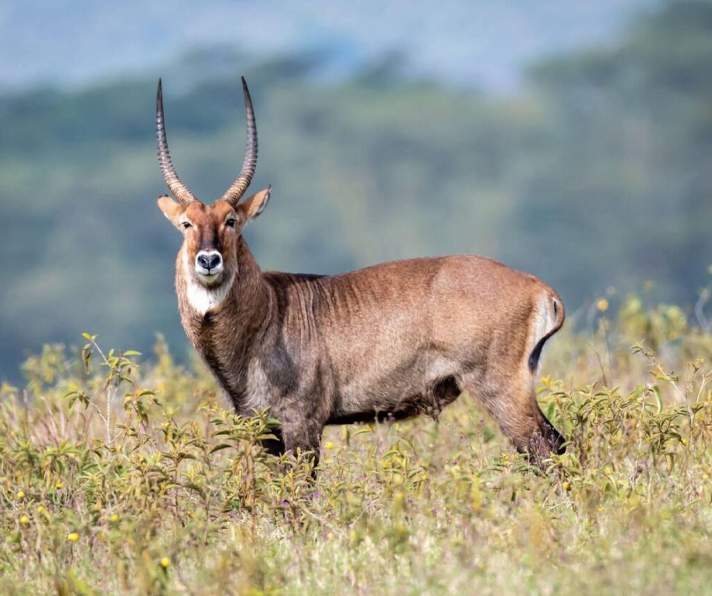 facts about the waterbuck