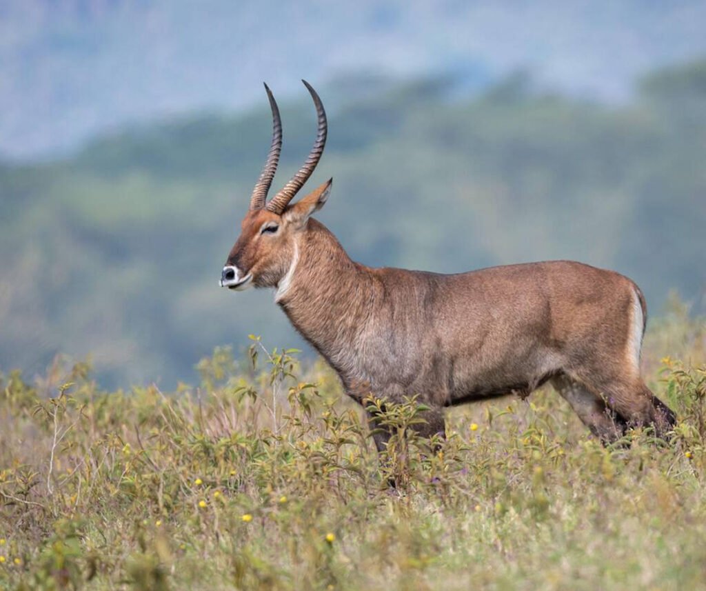 facts about the waterbuck
