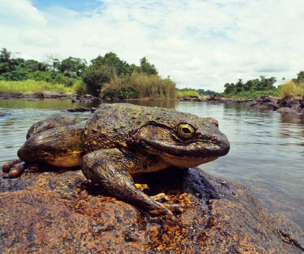 facts about the Goliath Frog