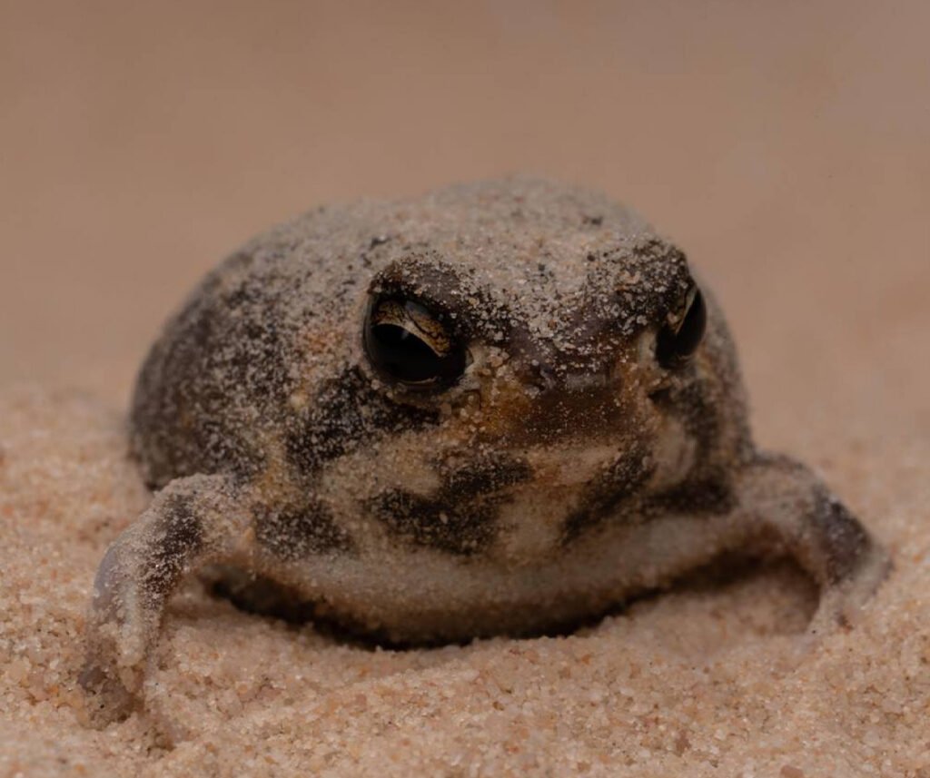 facts about the Desert Rain Frog
