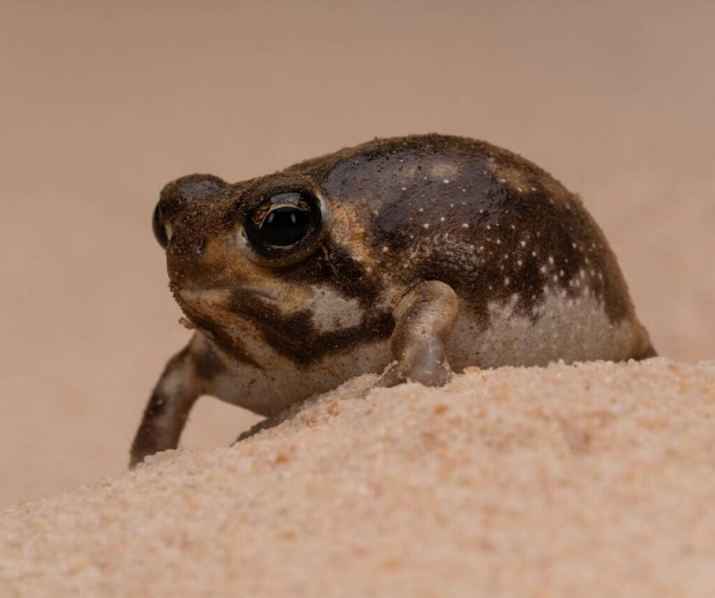facts about the Desert Rain Frog